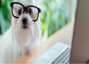veterinaria-campusseas_0.png